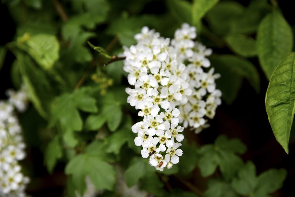 Buitenplaats Gerner Dalfsen Exteriör bild